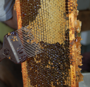 africanized honey bee hive