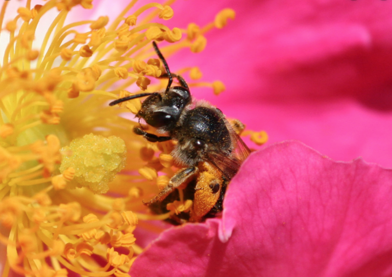 bee removal company